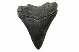 Serrated, Fossil Megalodon Tooth - South Carolina #341415-1